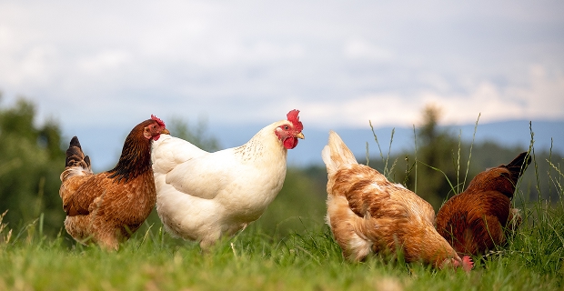 アニマルウェルフェアを学ぶ